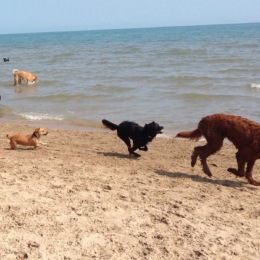 The Wilmore isn’t just pet-friendly; it’s pet paradise! dogs on a beach