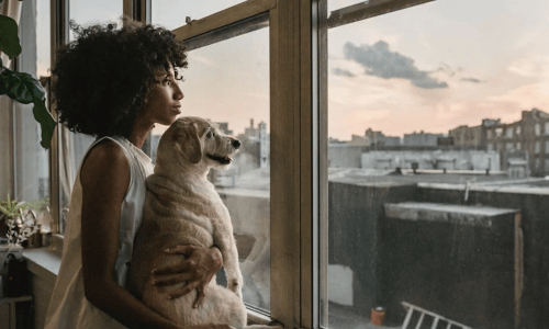 pet friendly apartments uptown - pet friendly apartments uptown