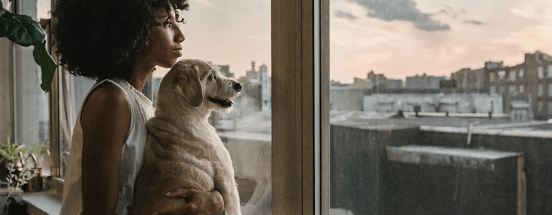 pet friendly apartments uptown - pet friendly apartments uptown