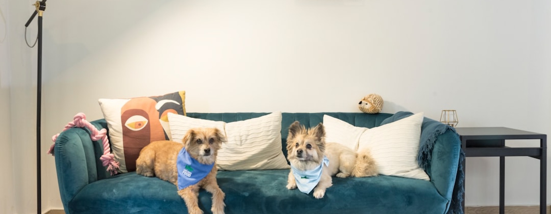 pet friendly apartments - uptown pet friendly apartments