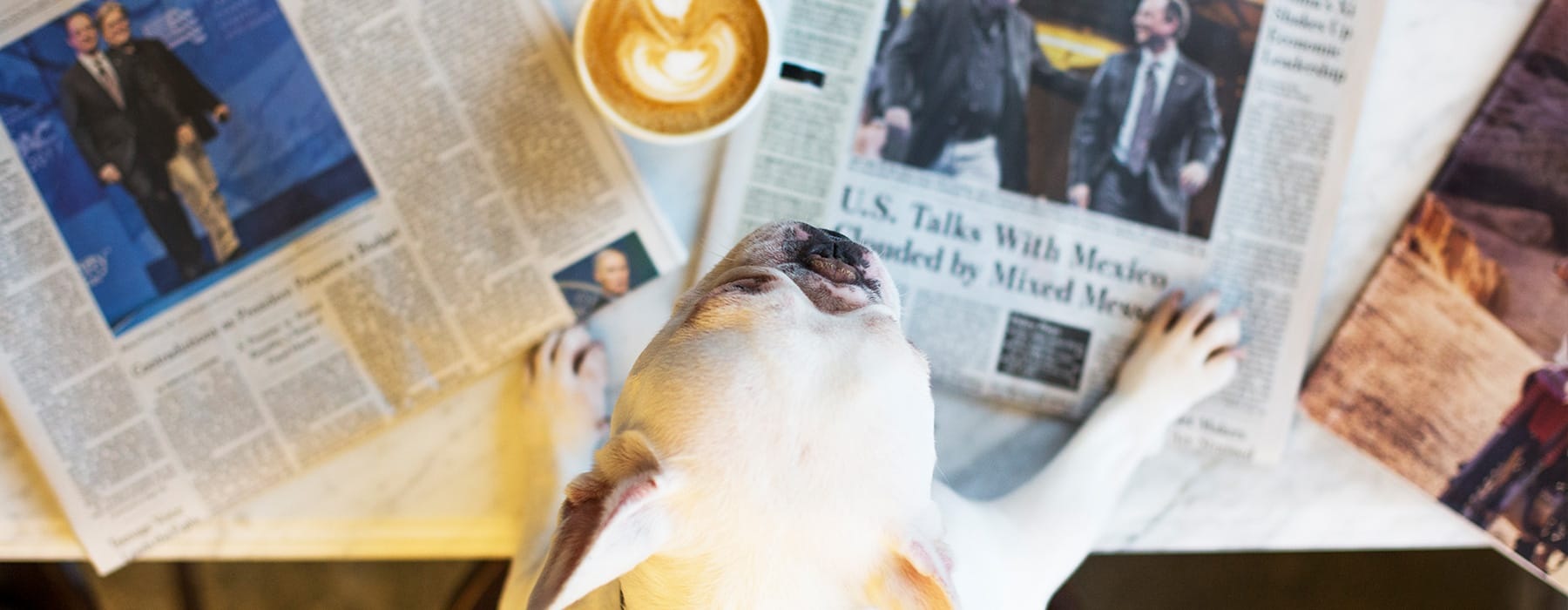 lifestyle image of a dog in front of newspapers and beside a mug of coffee